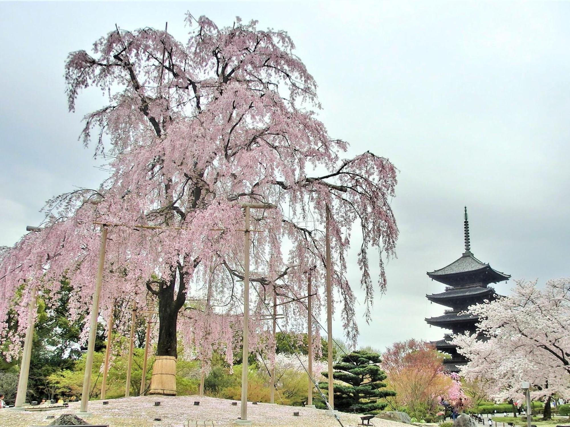 Stay Sakura Kyoto Higashi Hongan-Ji I מראה חיצוני תמונה